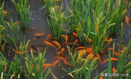 Water Products Cultivation