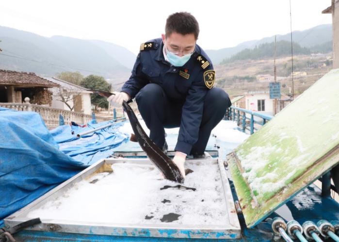重庆产鲜活水产品首次走出国门 14吨人工养殖西伯利亚鲟装车出发