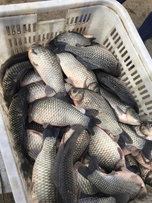 大龙水产品养殖专业合作社 专供垂钓中心的鲫鱼、鳊鱼、青鱼与鲫鱼价格解析