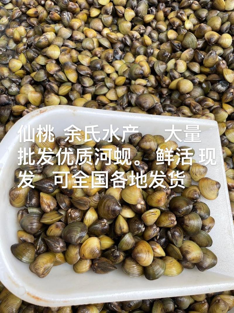 小蚬壳做出大产业 河蚬批发激增背后的水产品养殖发展之道